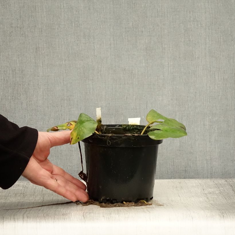 Exemplar von Nymphaea Odorata Suavissima - Nénuphar rustique rose Pot de 1,5L/2L wie im Herbst geliefert