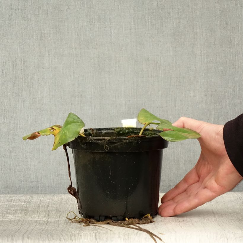 Exemplar von Nymphaea odorata Odorata Sulphurea Grandiflora - Wohlriechende Seerose Topf mit 1,5L/2L wie im Herbst geliefert