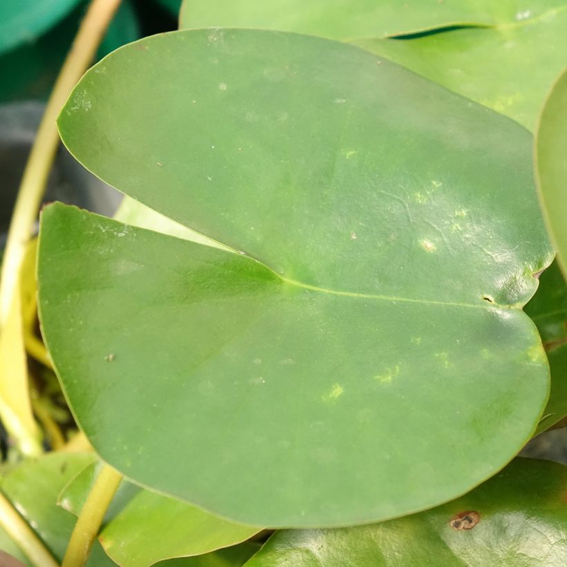 Nymphaea Perry's Double White - Winterharte Seerose (Laub)