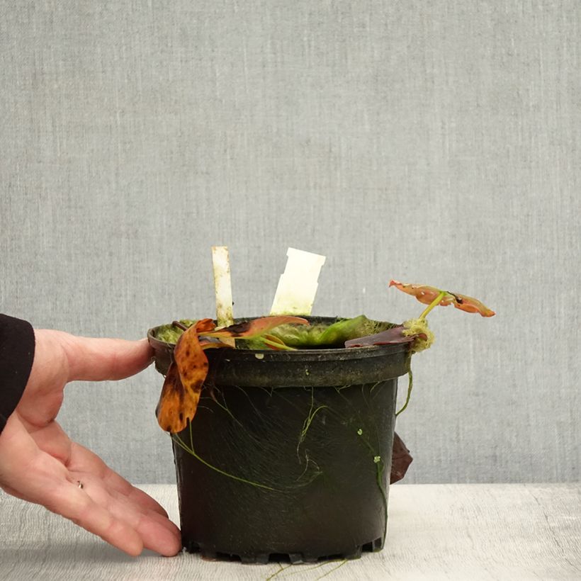 Exemplar von Nymphaea Perry's Red Glow - Nénuphar rustique rouge Pot de 1,5L/2L wie im Herbst geliefert