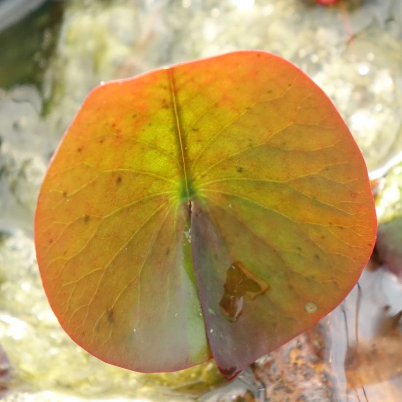Nymphaea Perry's Red Glow - Winterharte Seerose (Laub)