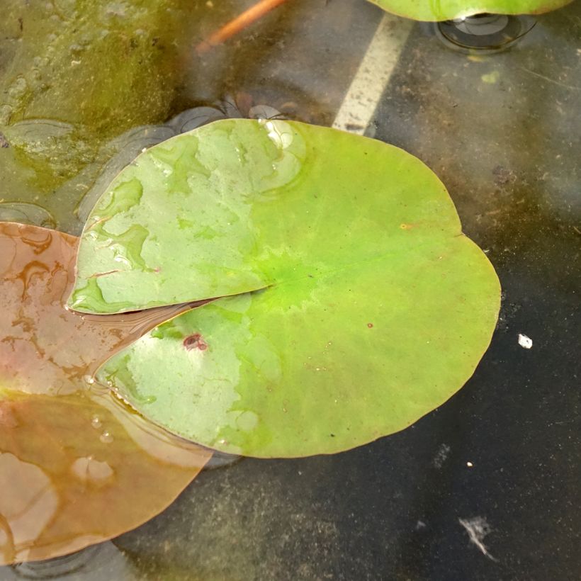 Nymphaea Peter Slocum - Winterharte Seerose (Laub)
