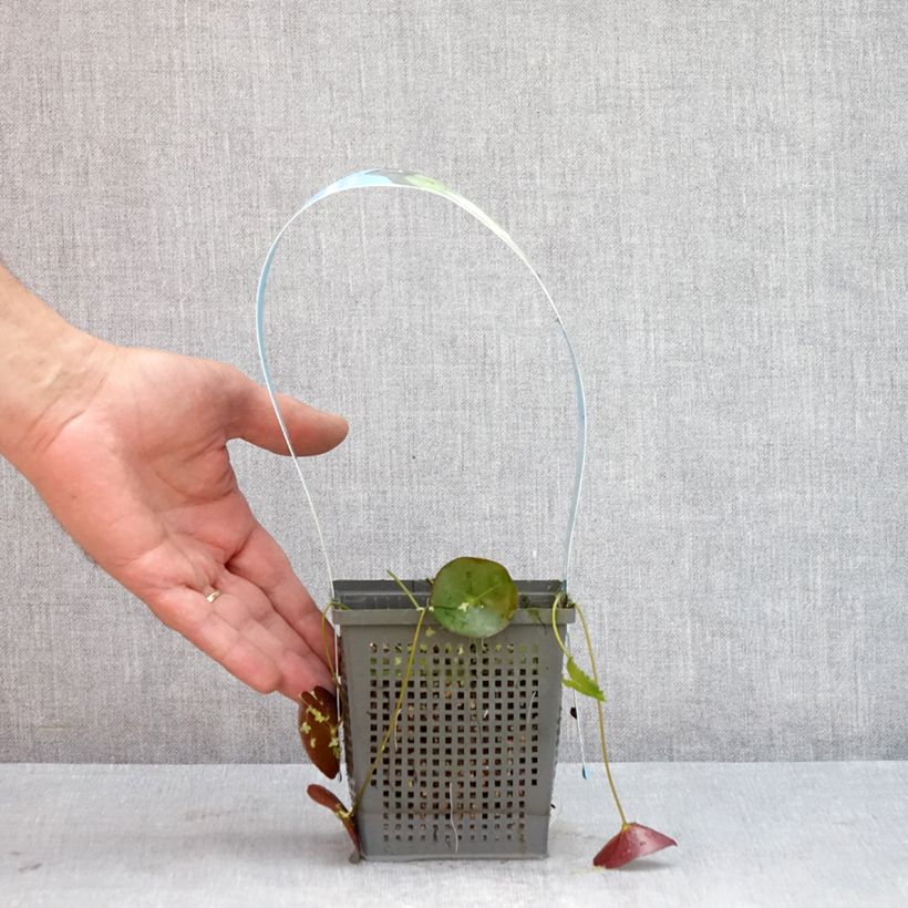 Exemplar von Nymphaea Pygmaea Alba - Winterharte Seerose Topf mit 1L/1,5L wie im Sommer geliefert