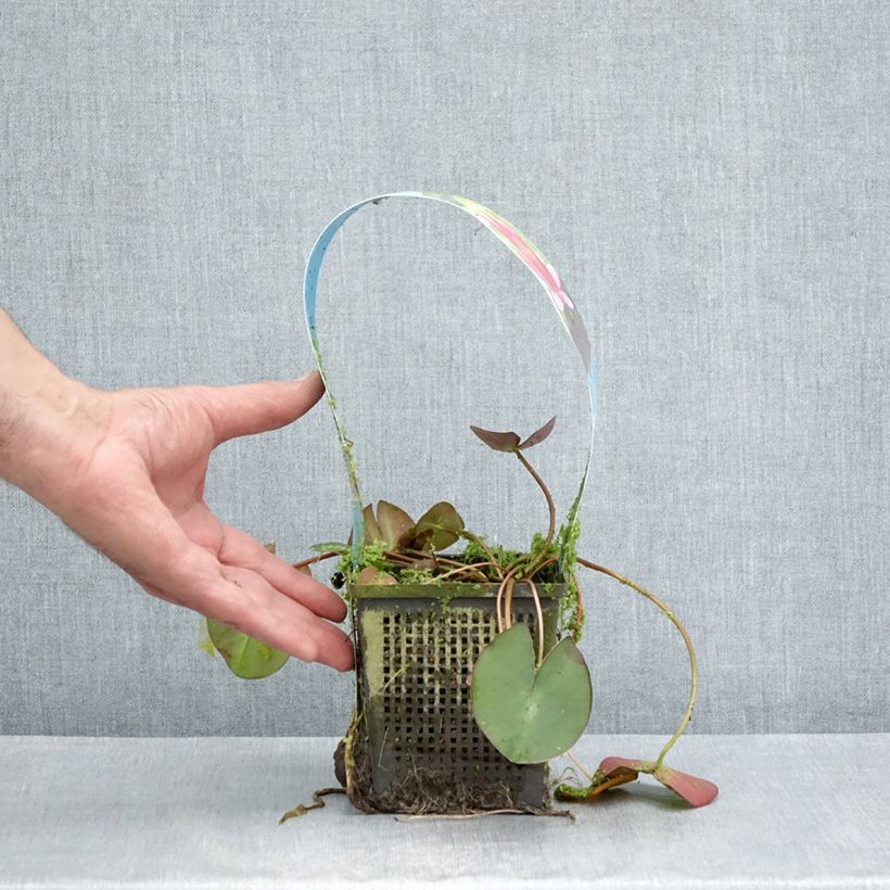 Exemplar von Nymphaea Pygmea Rubra - Winterharte Seerose Topf mit 1L/1,5L wie im Sommer geliefert