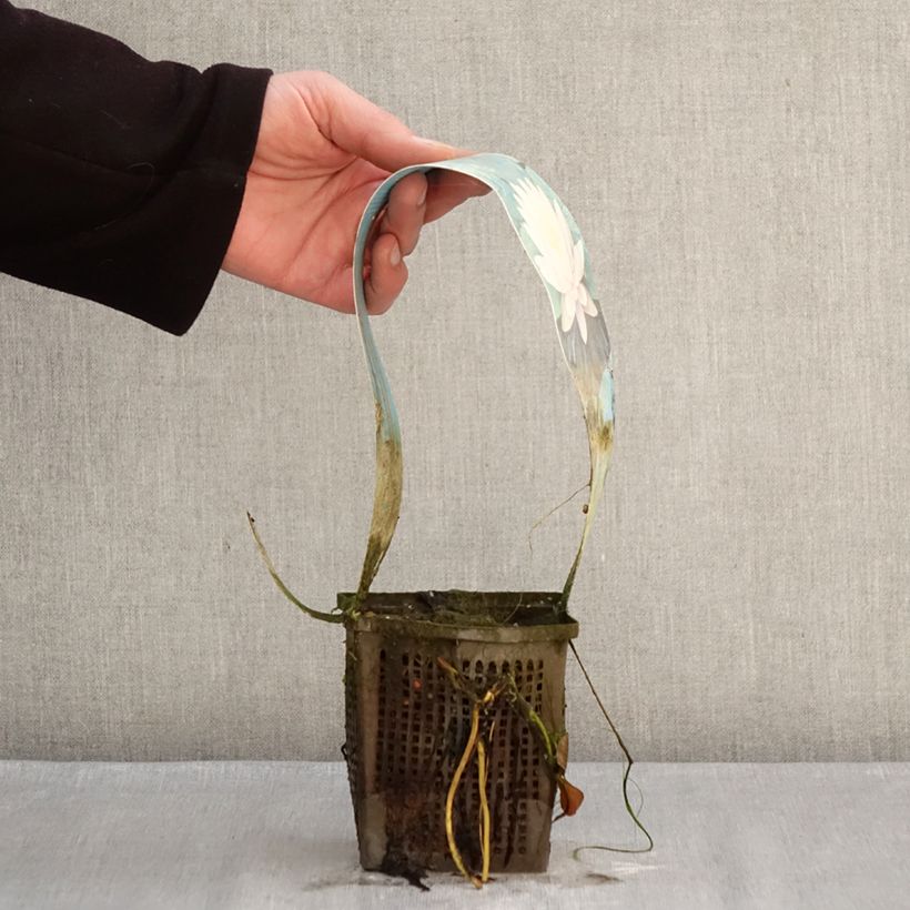 Exemplar von Nymphaea Ray Davies - Winterharte Seerose Topf mit 1L/1,5L wie im Winter geliefert