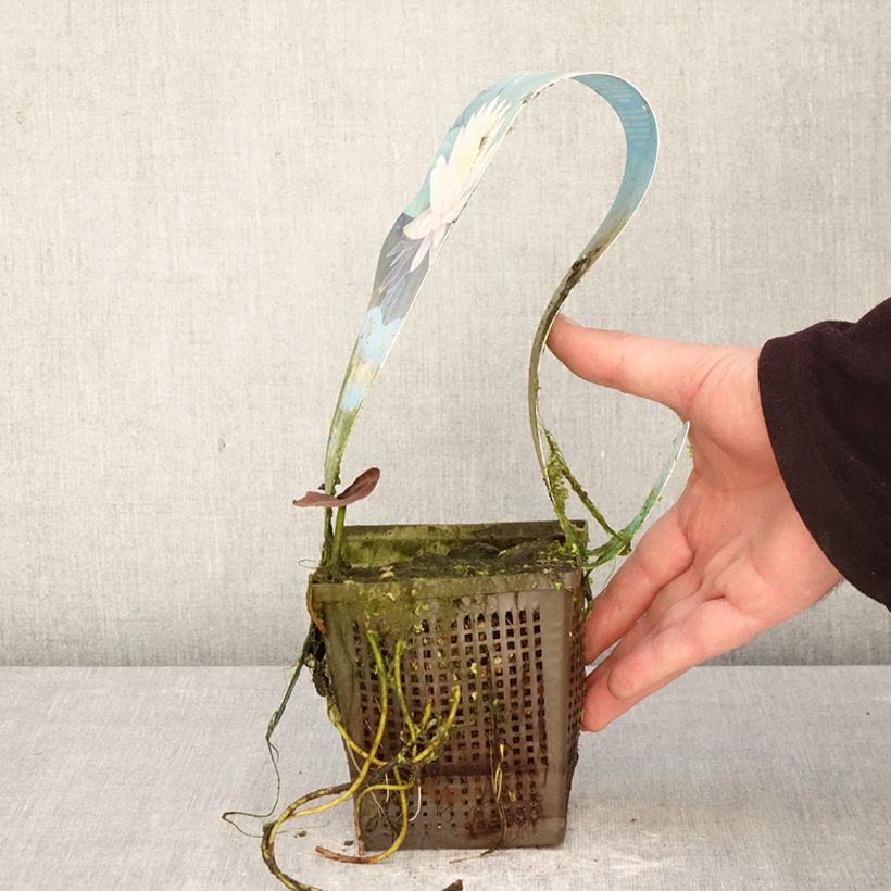 Exemplar von Nymphaea Ray Davies - Winterharte Seerose Topf mit 1L/1,5L wie im Frühjahr geliefert