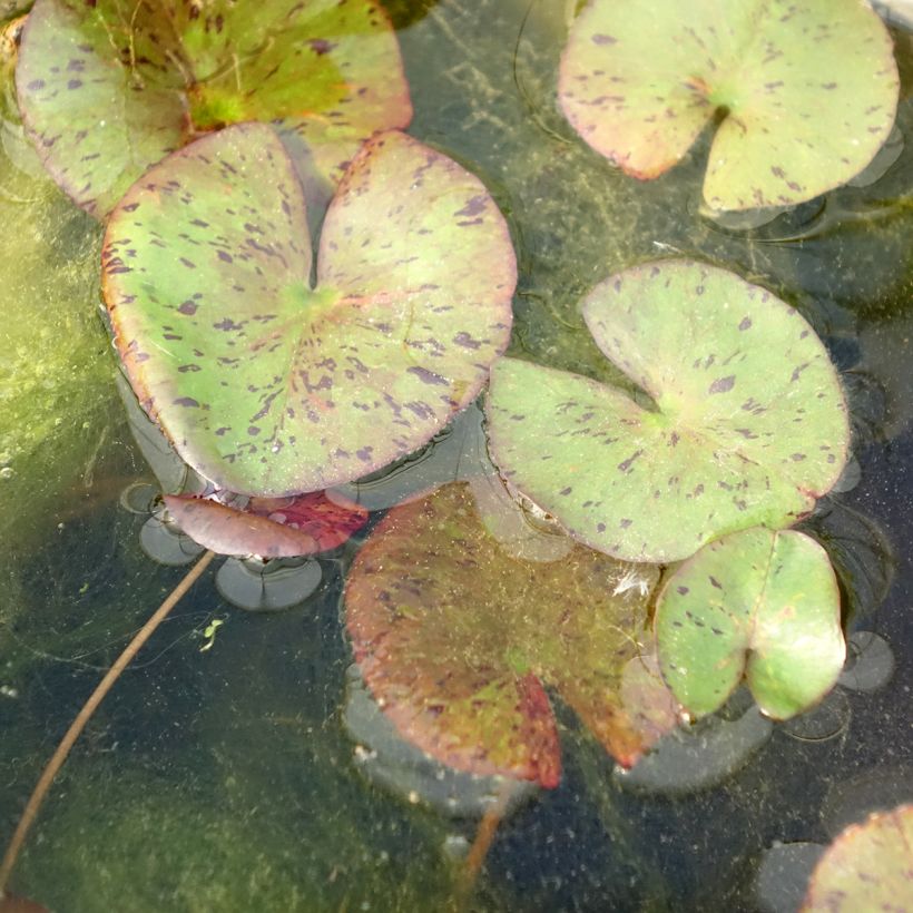 Nymphaea Red Spider - Winterharte Seerose (Foliage)