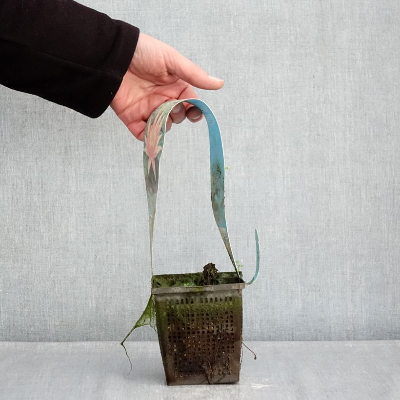 Example of Nymphaea Red Spider - Winterharte Seerose Topf mit 1L/1,5L as you get in hiver