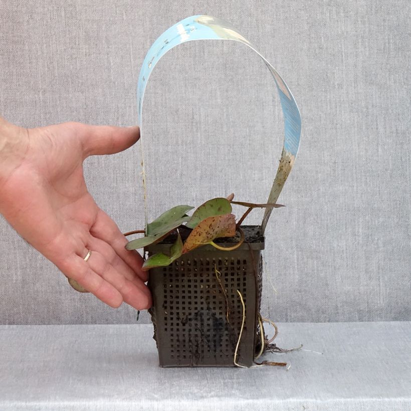 Exemplar von Nymphaea Sioux - Winterharte Seerose Topf mit 1L/1,5L wie im Sommer geliefert