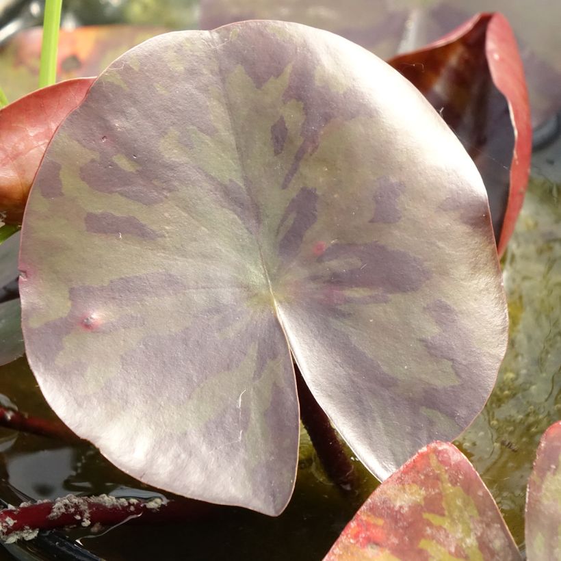Nymphaea Starbright - Winterharte Seerose (Laub)