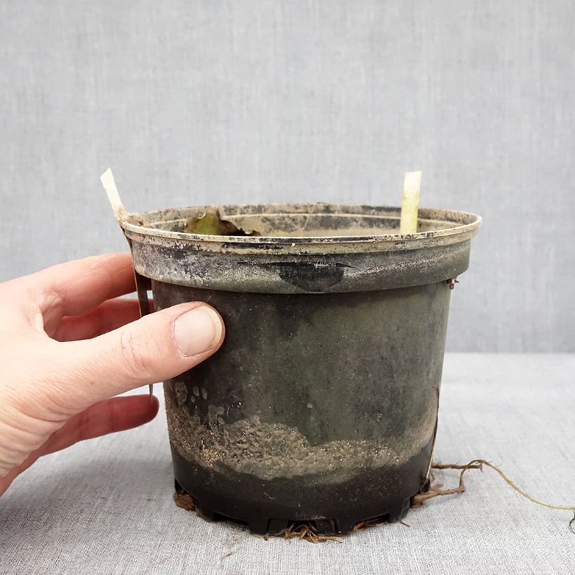 Exemplar von Nymphaea Starbright - Nénuphar rustique Pot de 1,5L/2L wie im Winter geliefert
