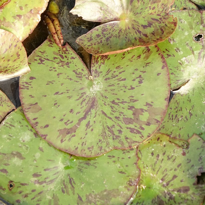 Nymphaea Texas Dawn - Winterharte Seerose (Laub)