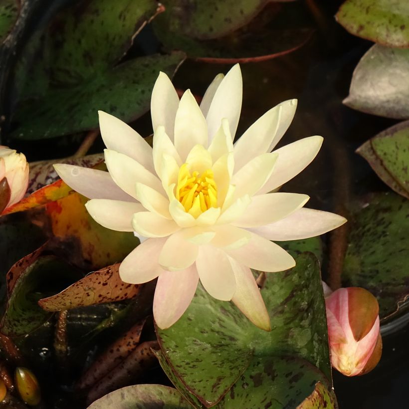 Nymphaea Texas Dawn - Winterharte Seerose (Blüte)