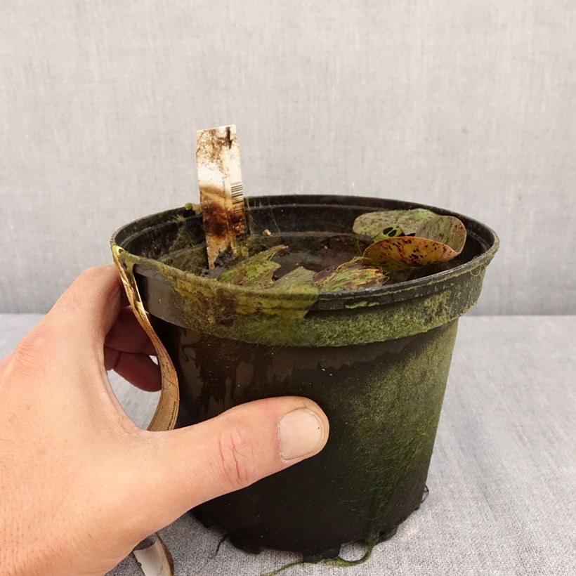 Exemplar von Nymphaea Texas Dawn - Winterharte Seerose Topf mit 1,5L/2L wie im Herbst geliefert