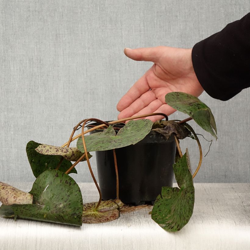 Exemplar von Nymphaea Texas Dawn - Winterharte Seerose Topf mit 1,5L/2L wie im Frühjahr geliefert