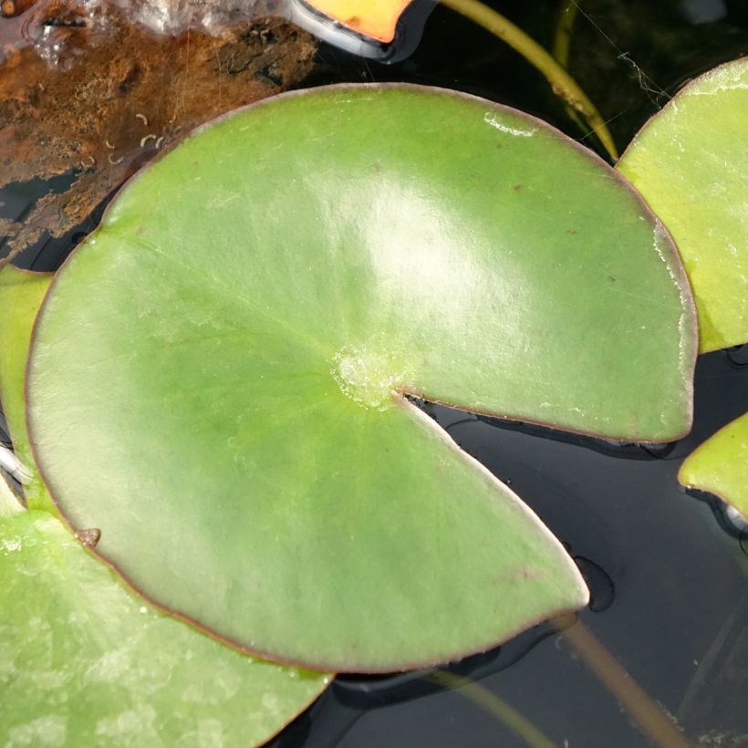 Nymphaea Venusta - Winterharte Seerose (Foliage)