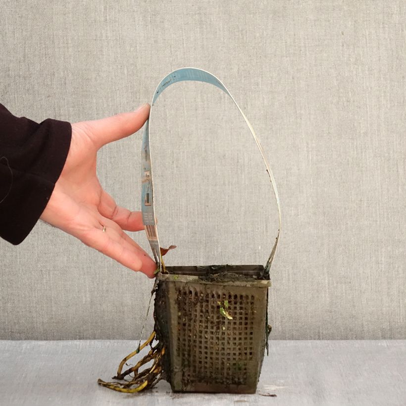 Example of Nymphaea Venusta - Winterharte Seerose Topf mit 1L/1,5L as you get in hiver