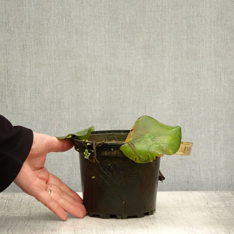 Exemplar von Nymphaea Virginalis - Nénuphar rustique Pot de 1,5L/2L wie im Herbst geliefert