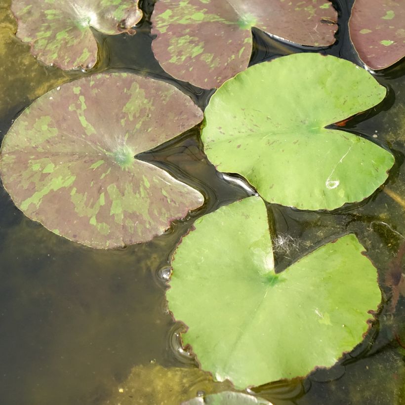 Nymphaea Wanvisa - Winterharte Seerose (Foliage)