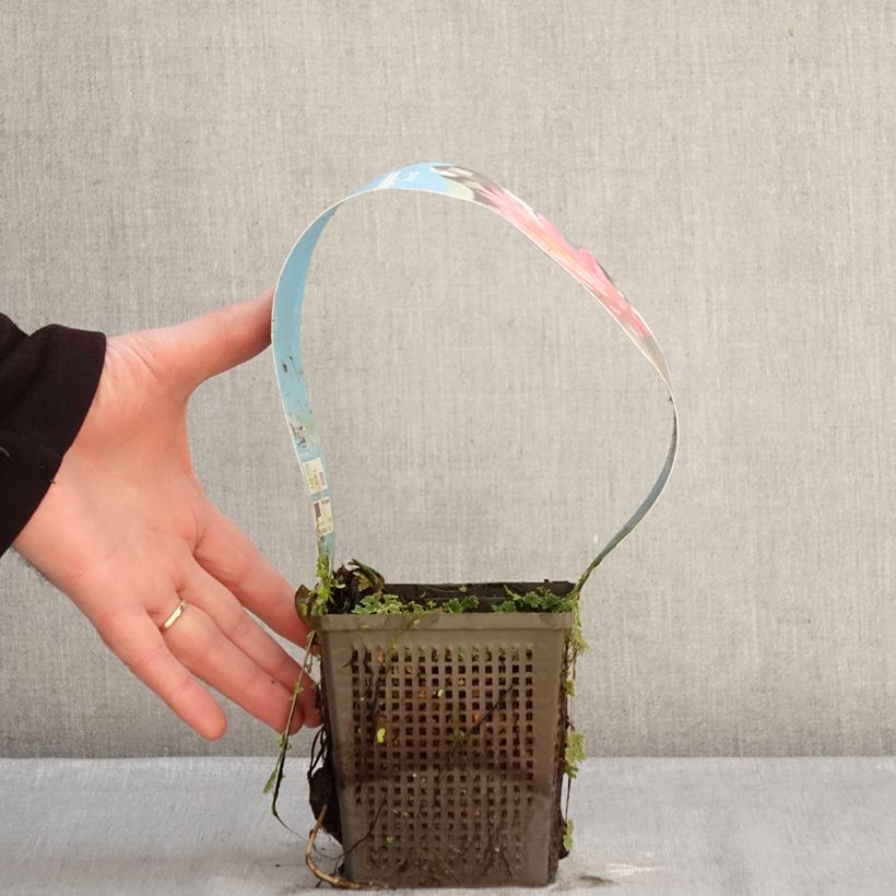 Example of Nymphaea Wanvisa - Winterharte Seerose Topf mit 1L/1,5L as you get in hiver