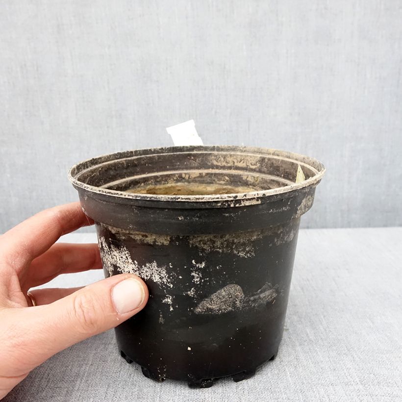 Exemplar von Nymphaea White Sultan - Nénuphar rustique blanc Pot de 1,5L/2L wie im Winter geliefert