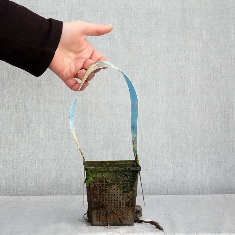 Exemplar von Nymphaea Yellow Sensation - Winterharte Seerose Topf mit 1L/1,5L wie im Winter geliefert