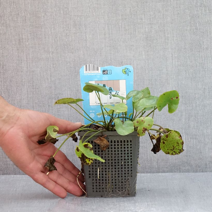 Exemplar von Nymphoides peltata - Europäische Seekanne Topf mit 1L/1,5L wie im Sommer geliefert