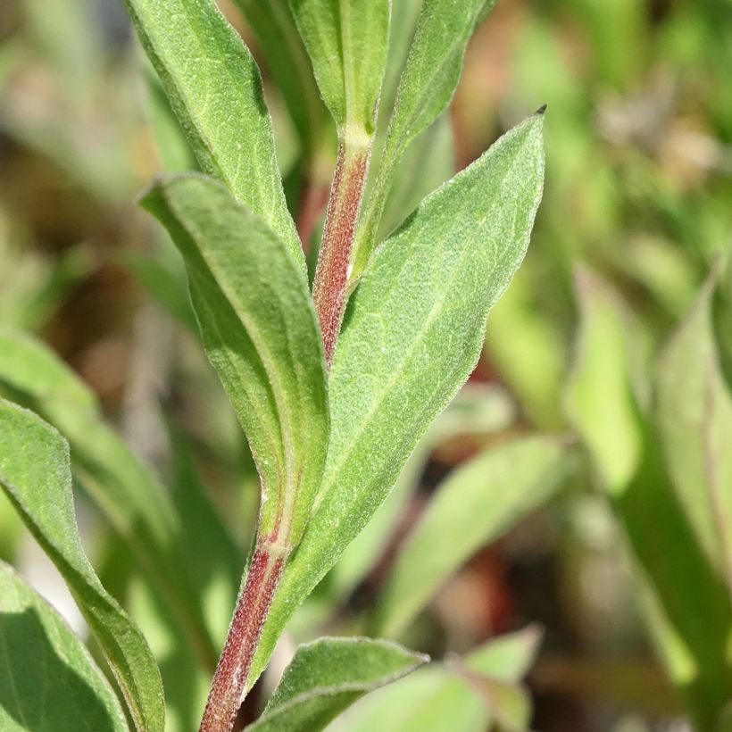 Aster amellus Dr Otto Petschek - Berg-Aster (Foliage)