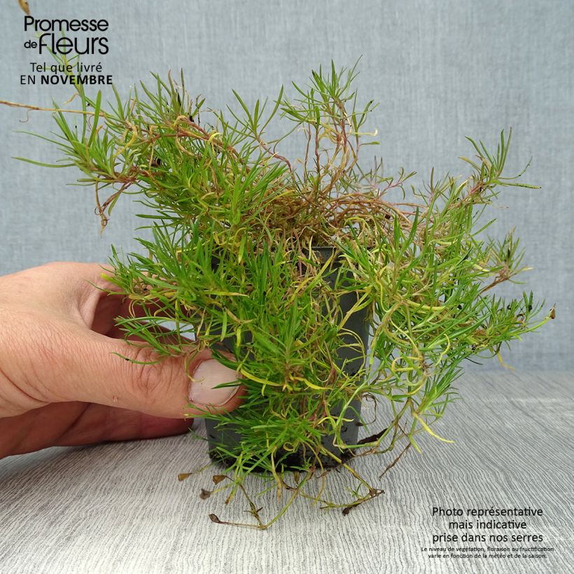 Exemplar von Petrorhagia saxifraga - Steinbrech-Felsennelke Kleine Töpfe von 8/9 cm wie im Herbst geliefert
