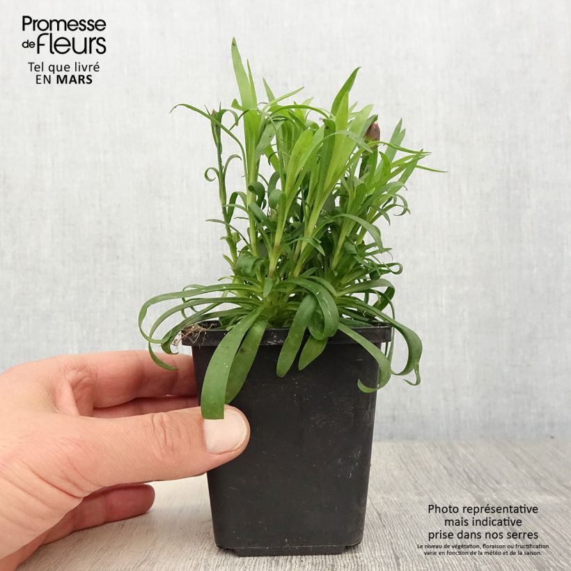 Exemplar von Garten-Nelke Sunflor Beetle - Dianthus Kleine Töpfe von 8/9 cm wie im Frühjahr geliefert