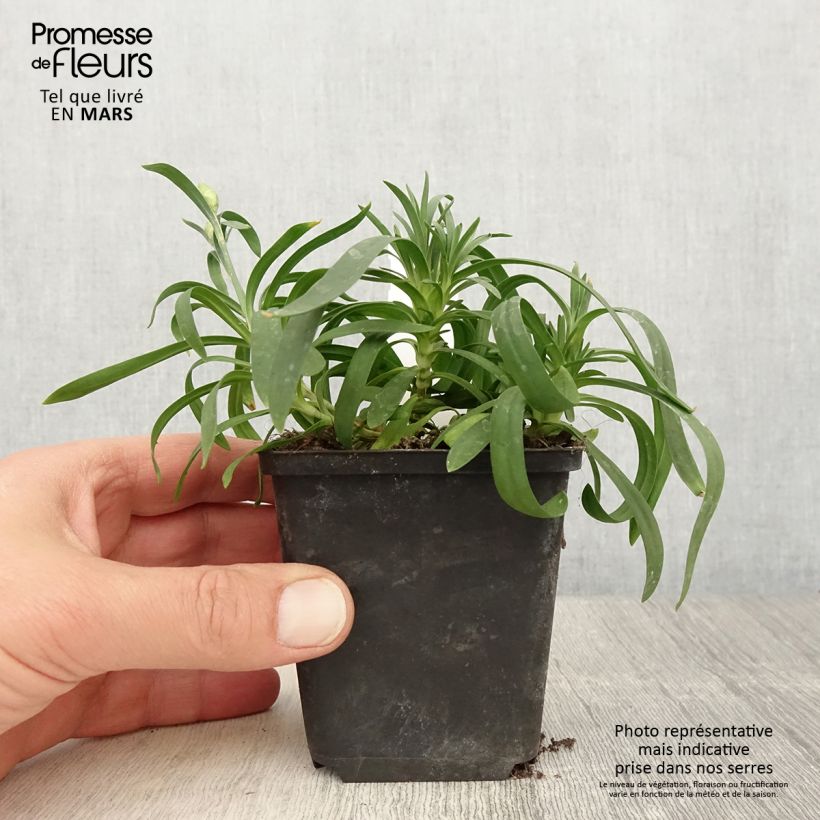 Exemplar von Garten-Nelke Sunflor Cosmos - Dianthus Kleine Töpfe von 8/9 cm wie im Frühjahr geliefert