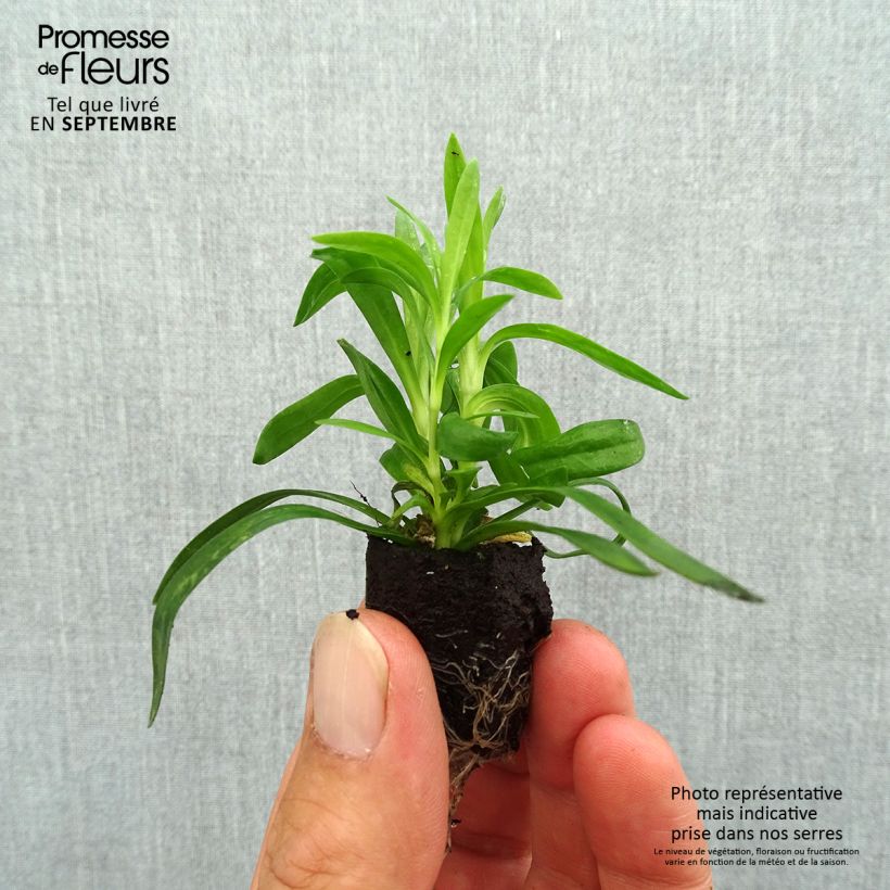 Exemplar von Garten-Nelke Sunflor Cosmos - Dianthus Mini-Plug Ø 1,5/2,5 cm wie im Herbst geliefert