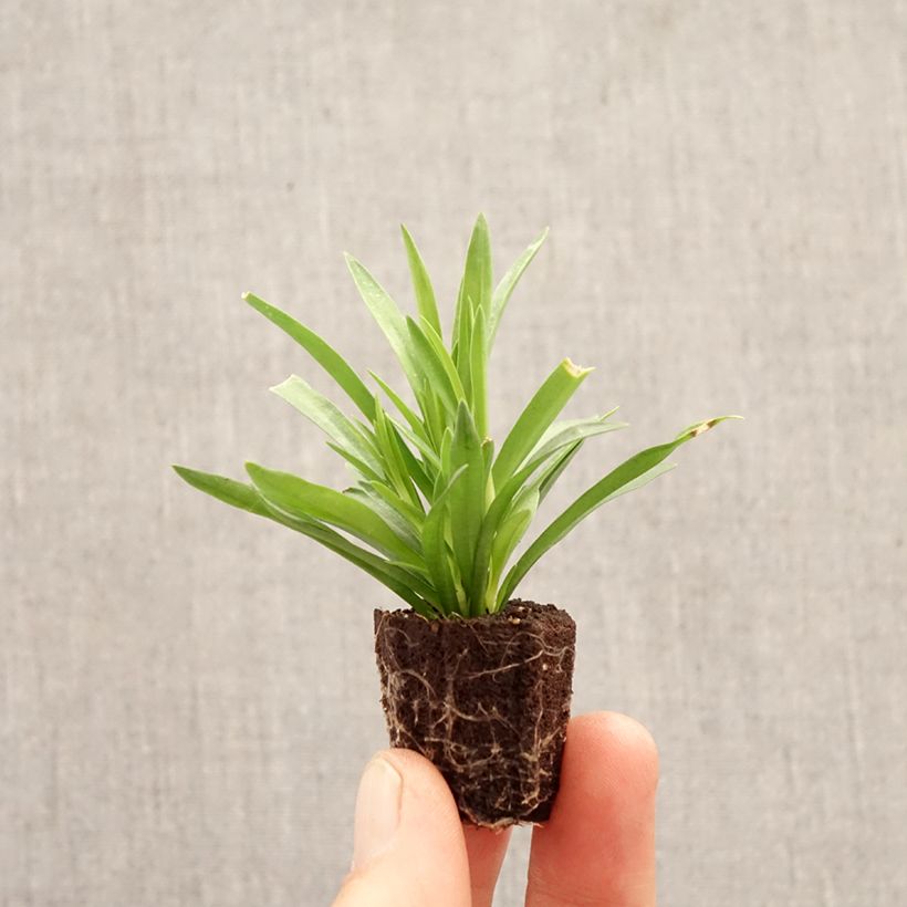 Exemplar von Dianthus barbatus Sunflor Red Esta - Bartnelke Mini-Plug Ø 1,5/2,5 cm wie im Frühjahr geliefert