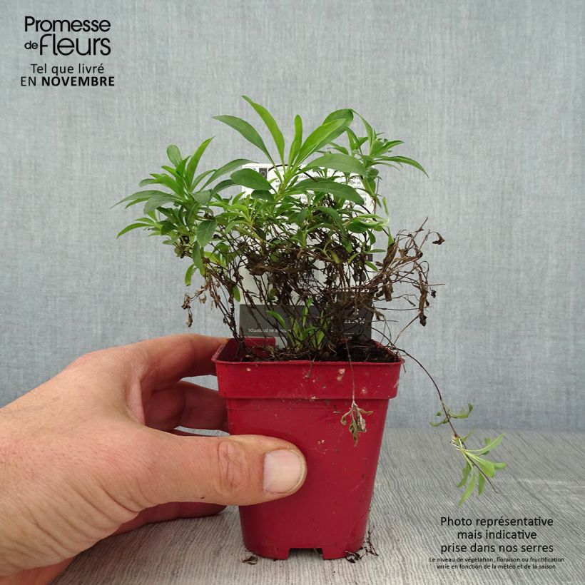 Exemplar von Oenothera African Sun - Onagre hybride  Godet de 8/9 cm wie im Herbst geliefert