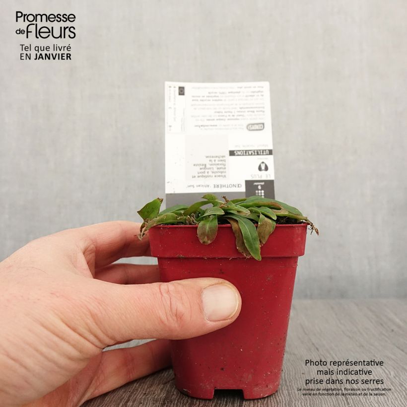 Example of Oenothera fruticosa African Sun - Stauden-Nachtkerze Kleine Töpfe von 8/9 cm as you get in hiver