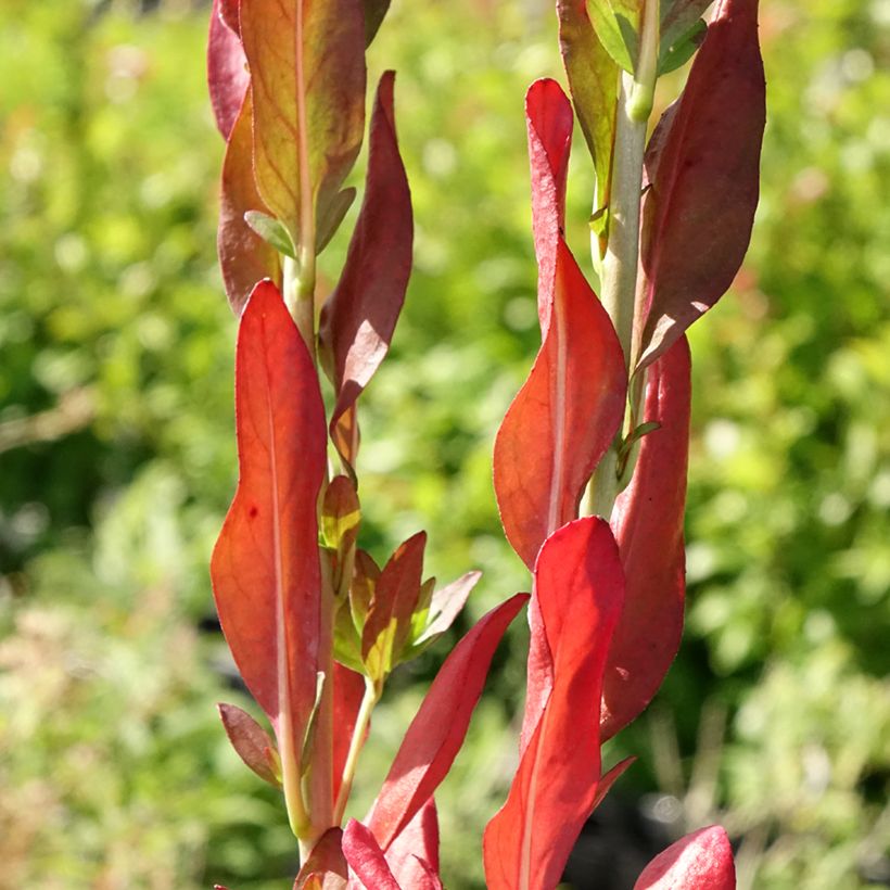 Oenothera fruticosa Hohes Licht - Stauden-Nachtkerze (Laub)