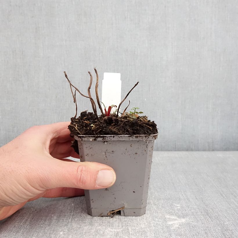 Example of Oenothera missouriensis - Missouri-Nachtkerze Kleine Töpfe von 7/8 cm as you get in hiver