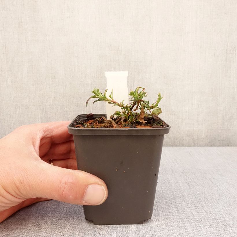 Example of Oenothera speciosa Twilight - Weiße Nachtkerze Kleine Töpfe von 8/9 cm as you get in printemps