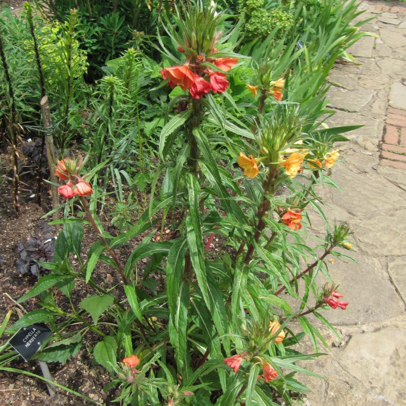 Oenothera versicolor - Orangerote Nachtkerze (Wuchs)