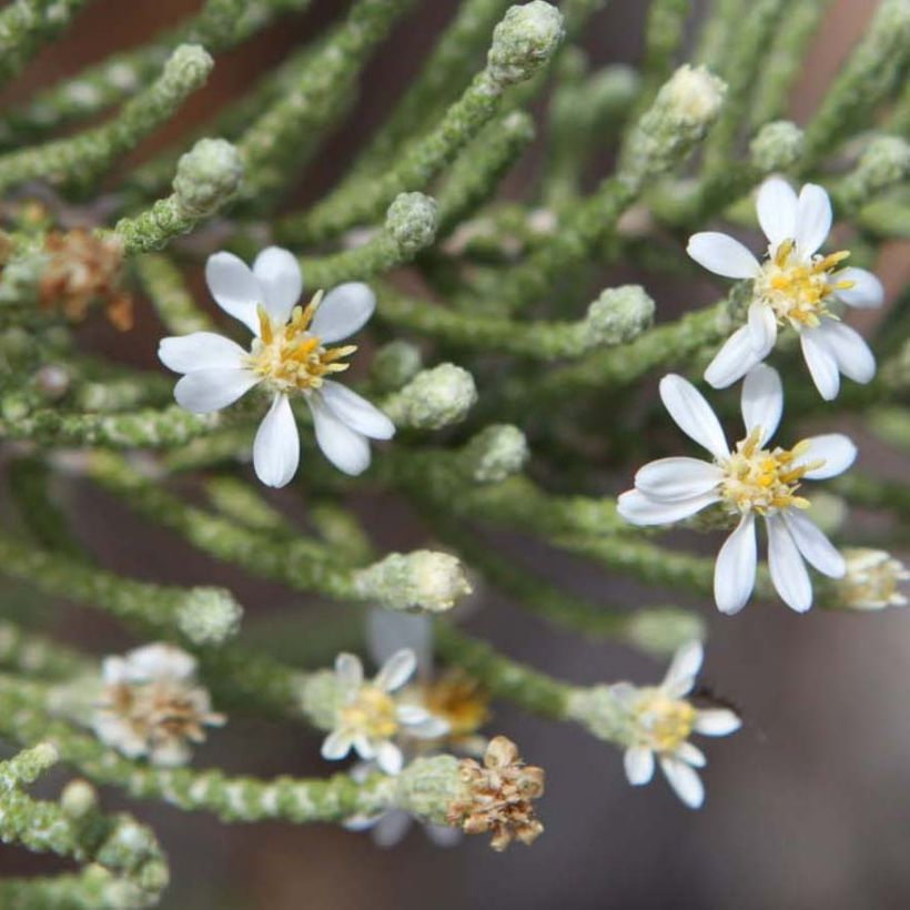 Olearia lepidophylla - Baumaster (Blüte)