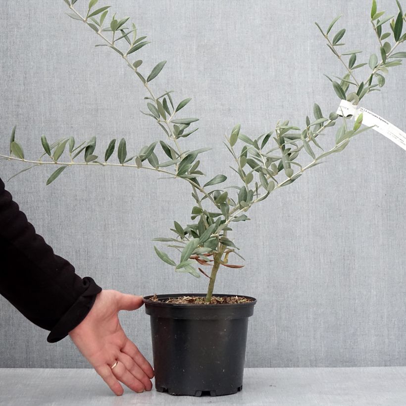 Exemplar von Olivier Aglandau - Olea europaea Pot de 3L/4L wie im Winter geliefert