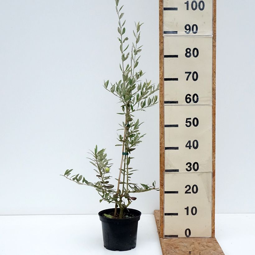 Exemplar von Ölbaum Aglandau - Olea europaea Topf mit 4L/5L wie im Herbst geliefert