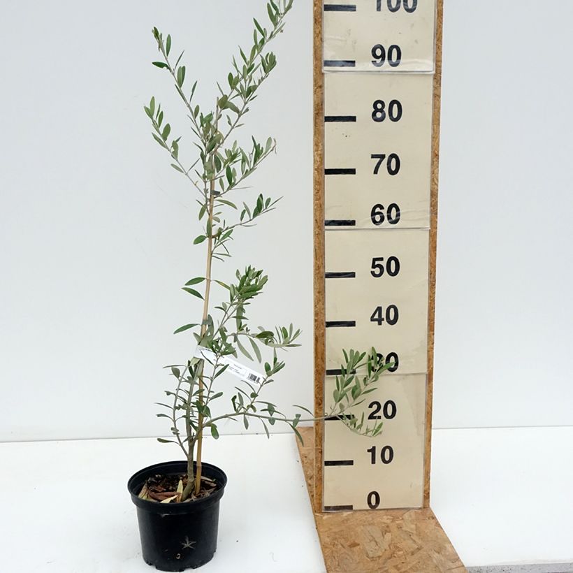 Exemplar von Ölbaum Lucques - Olea europaea Topf mit 3L/4L, Strauch/Busch, mehrstämmig wie im Sommer geliefert