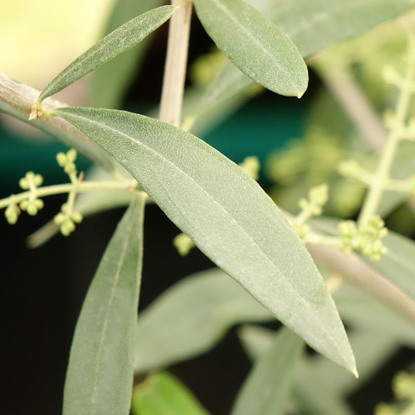 Ölbaum Negrette - Olea europaea (Laub)