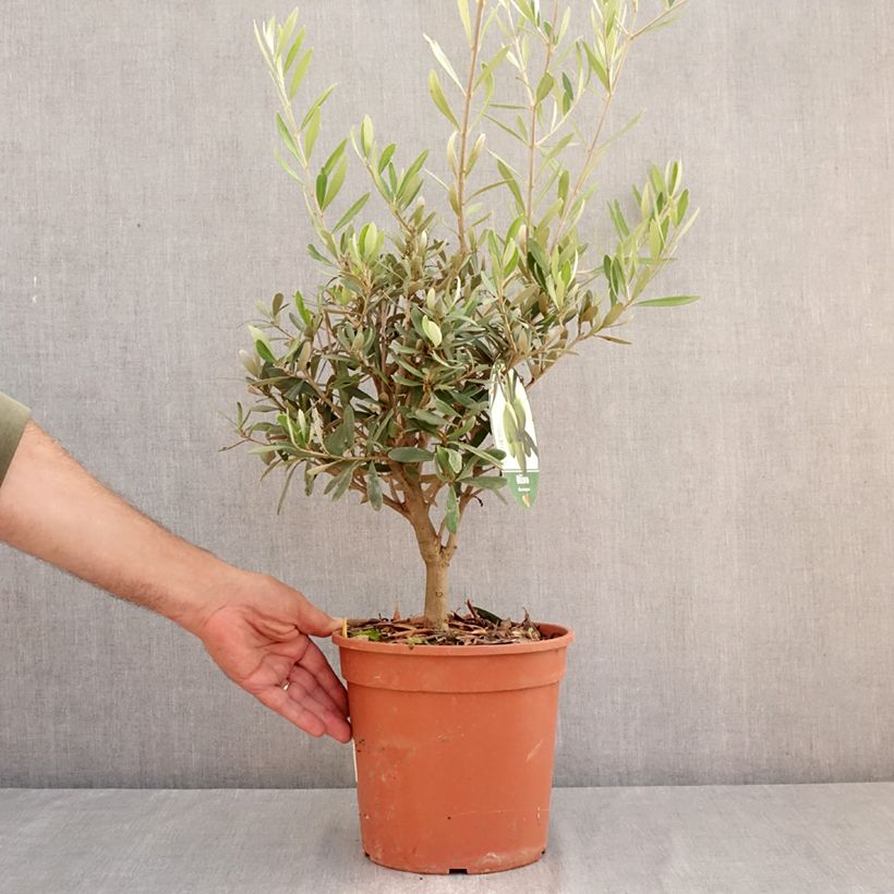 Exemplar von Ölbaum - Olea europaea Topf mit 2L/3L, Strauch wie im Sommer geliefert