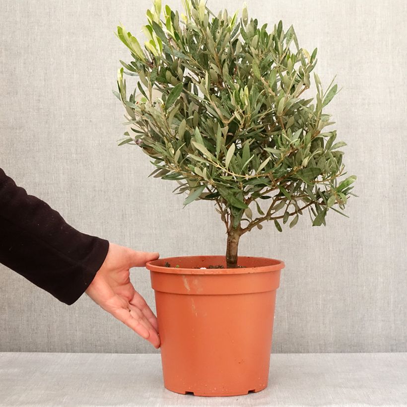 Exemplar von Olivier - Olea europaea Pot de 2L/3L, Buisson, touffe wie im Winter geliefert