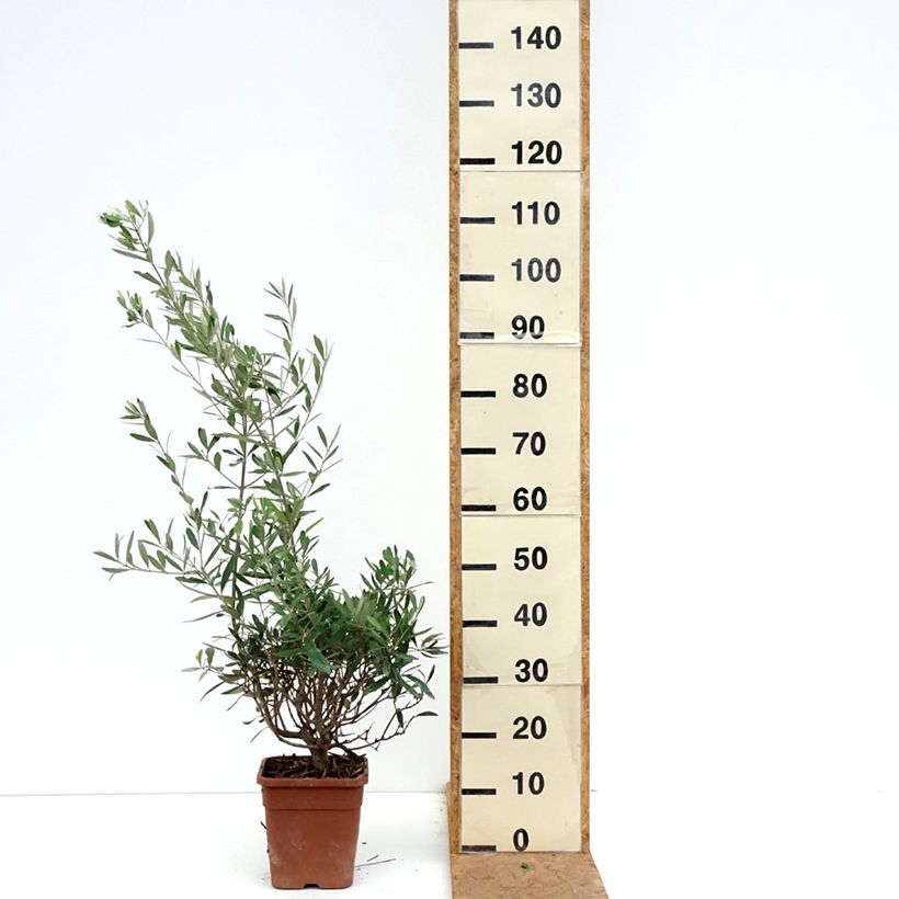 Exemplar von Ölbaum - Olea europaea Topf mit 2L/3L, Strauch wie im Herbst geliefert