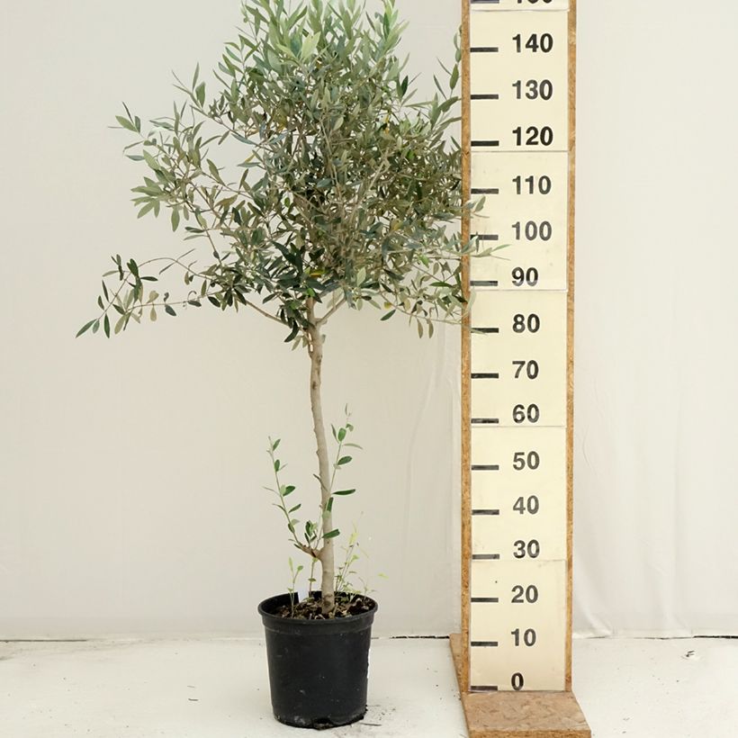 Exemplar von Ölbaum - Olea europaea Topf mit 7,5L/10L, Strauch wie im Sommer geliefert