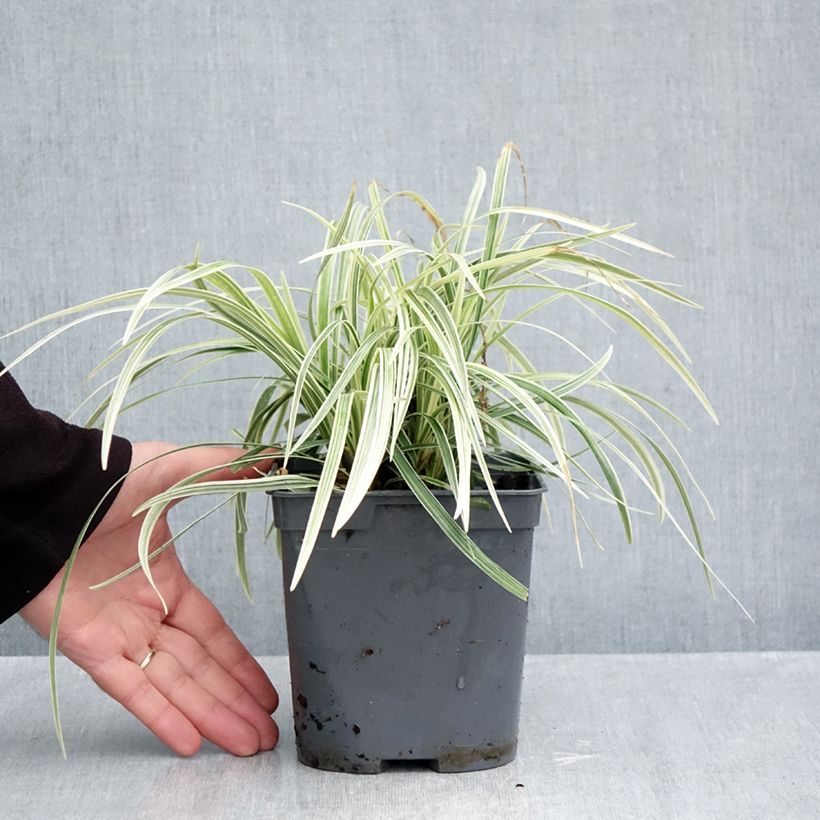 Exemplar von Ophiopogon jaburan Albo Variegata - Schlangenbart Topf mit 2L/3L wie im Herbst geliefert
