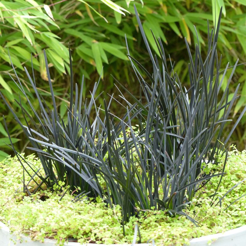 Ophiopogon planiscapus Hosoba Kokuryu - Schlangenbart (Plant habit)